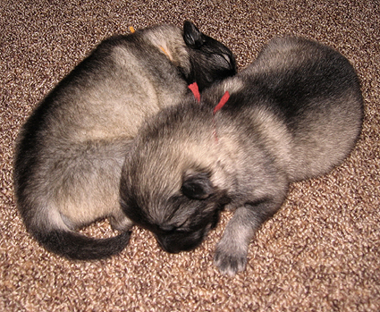 Major&Donske