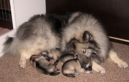 Major&Donske