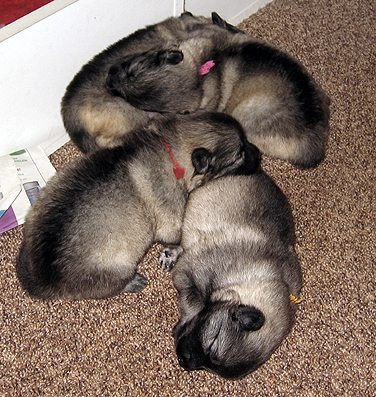 Major&Donske