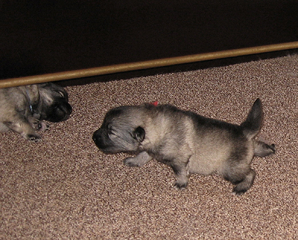 Major&Donske