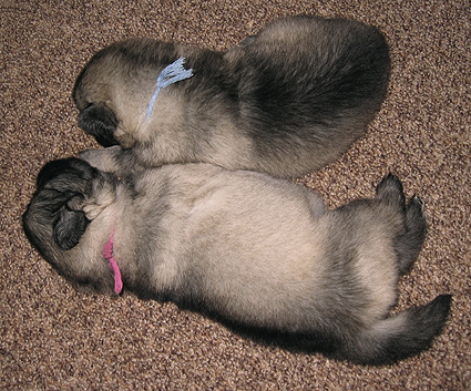 Major&Donske