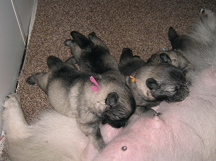 Major&Donske