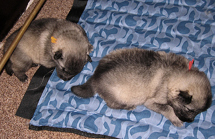 Major & Donske