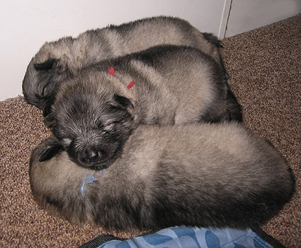 Major & Donske