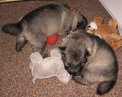 Major & Donske
