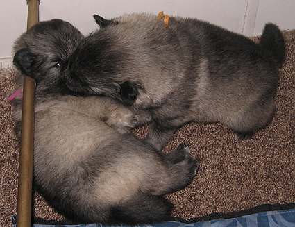 Major & Donske