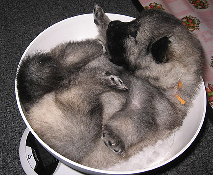 Major & Donske