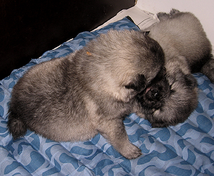 Major & Donske