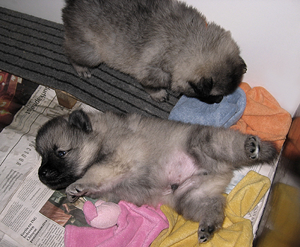 Donske & Major