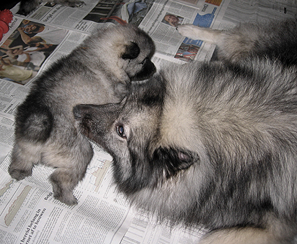 Donske & Major