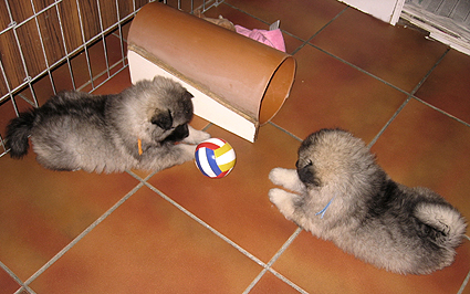 Donske & Major