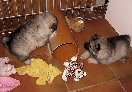 Donske & Major