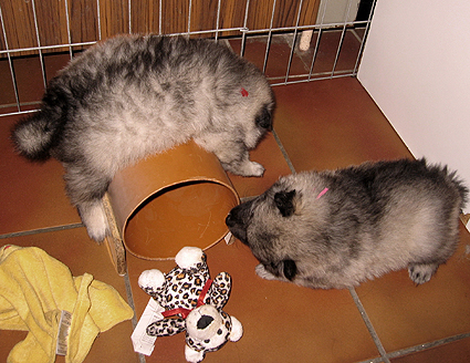 Donske & Major