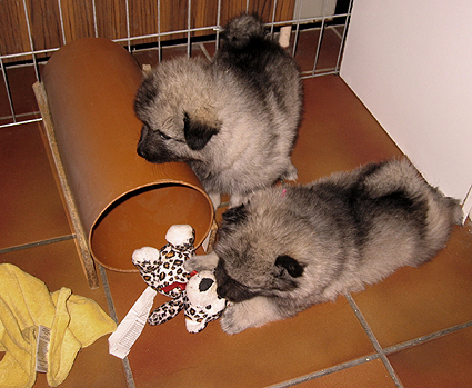 Donske & Major