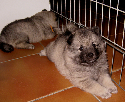 Donske & Major
