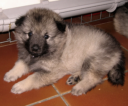 Donske & Major