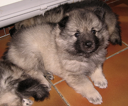 Donske & Major