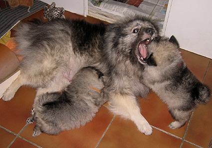 Major & Donske