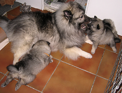 Major & Donske