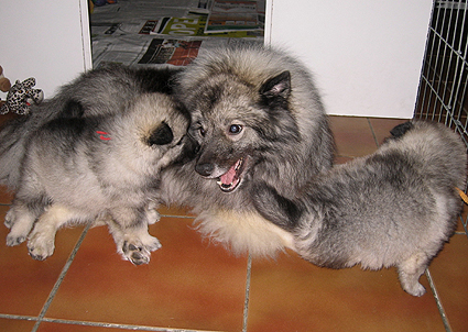 Major & Donske