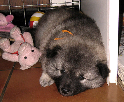 Major & Donske
