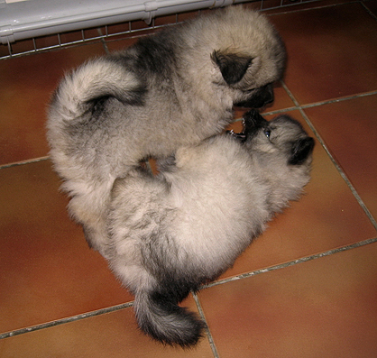 Major & Donske