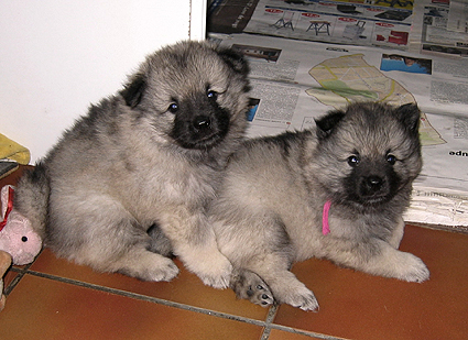 Major & Donske
