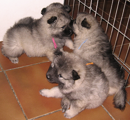 Major & Donske
