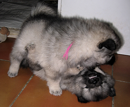 Major & Donske
