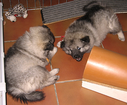 Major & Donske