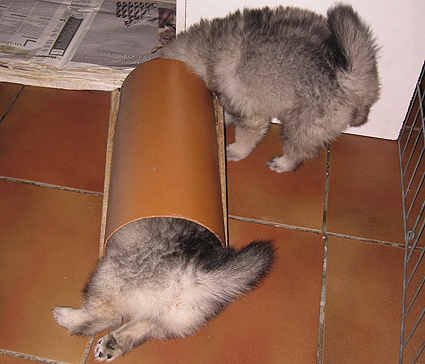 Major & Donske