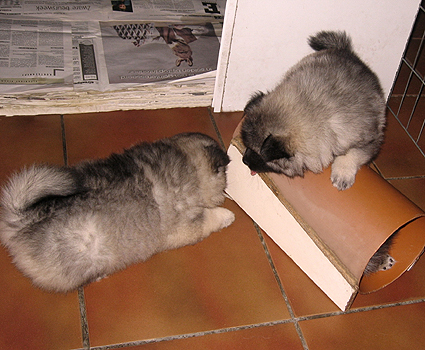 Major & Donske