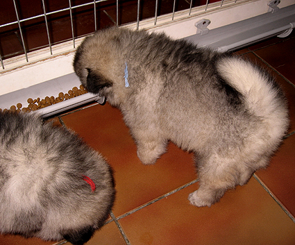Major & Donske