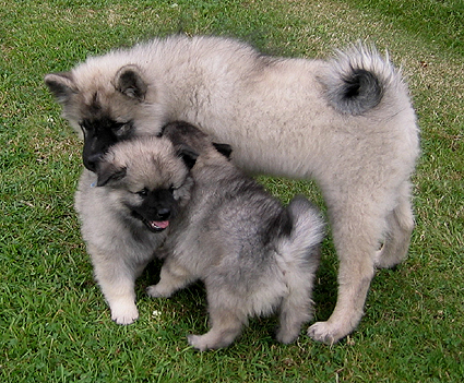 Major & Donske