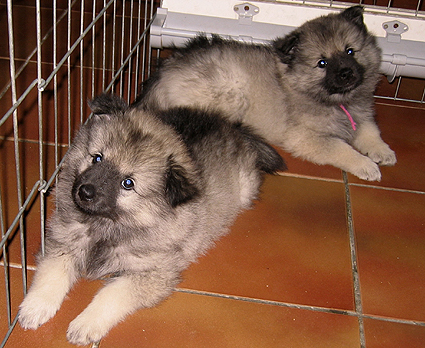 Major & Donske