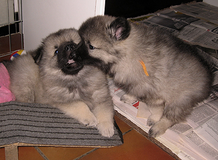 Major & Donske