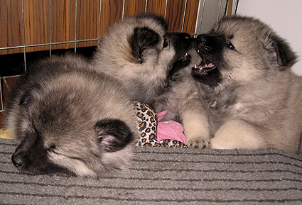 Major & Donske