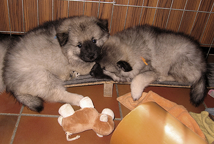 Major & Donske