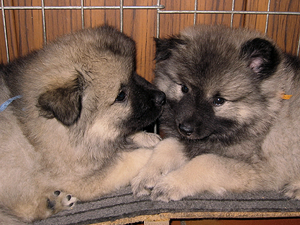Major & Donske