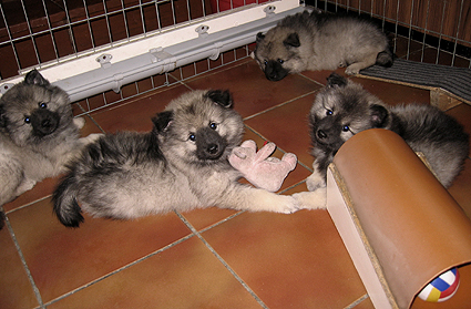 Major & Donske