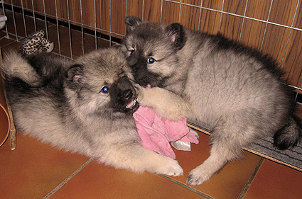Major & Donske