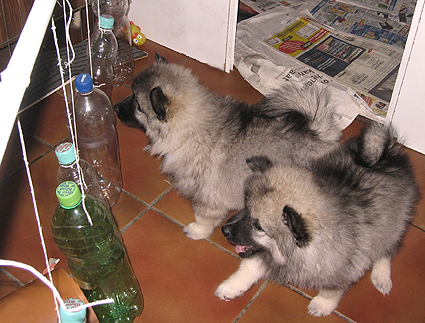 Major & Donske