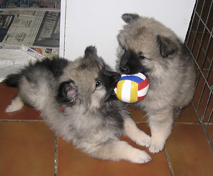 Major & Donske