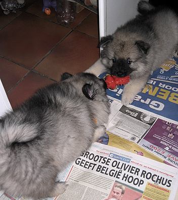 Major & Donske