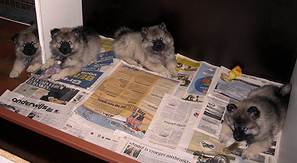 Major & Donske