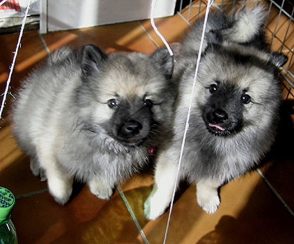 Major & Donske