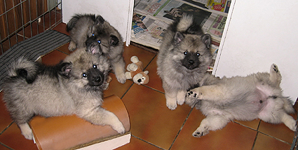 Major & Donske