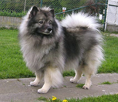 Donske