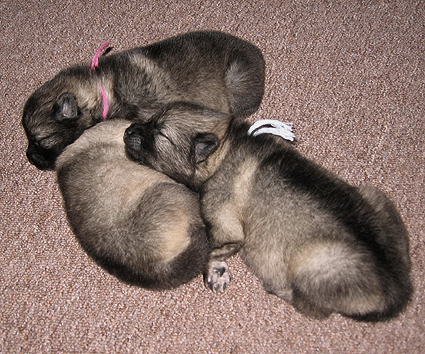 Rocky&Donske