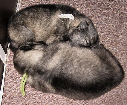 Rocky&Donske